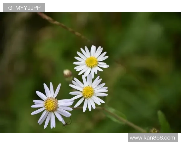 飞盘之路：周敏的深度对话与人生探索之旅